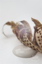 French Beige 50ml glass jar