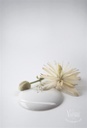 Antique Cream 50ml glass jar