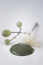 Olive Green 50ml glass jar